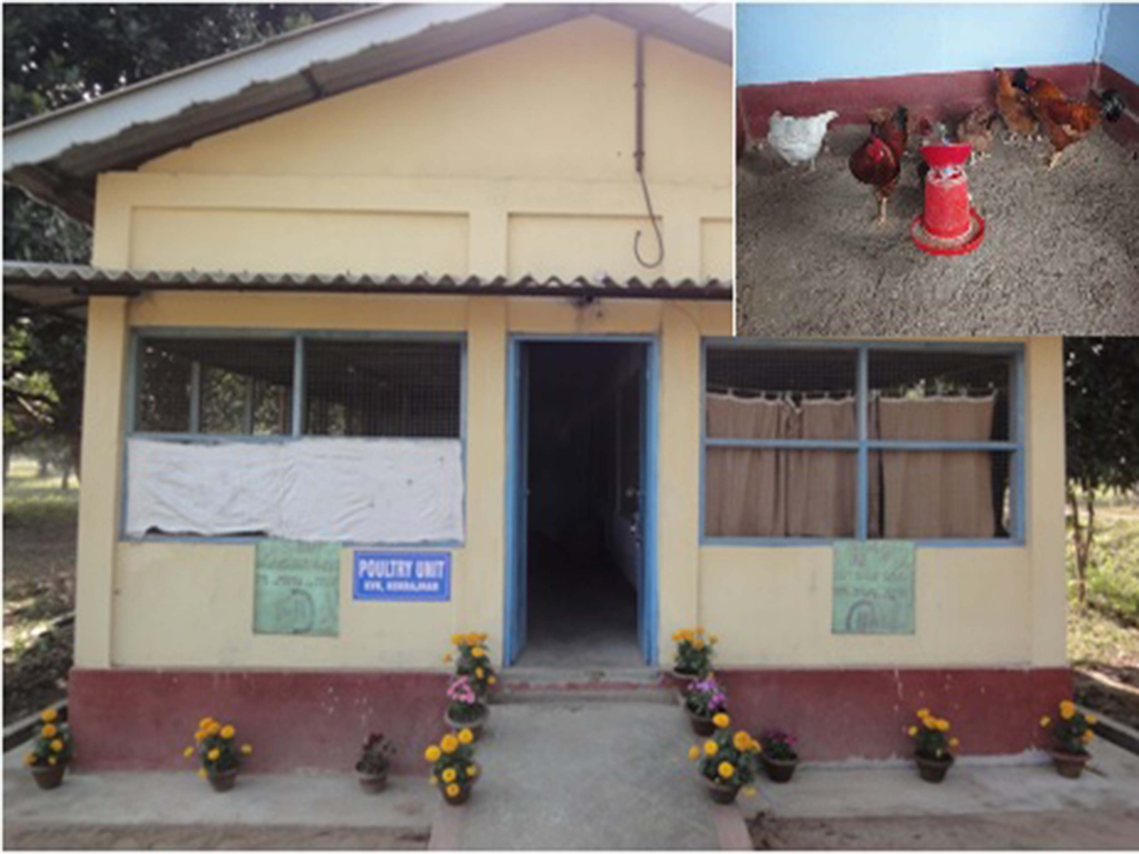 Poultry Unit at KVK Kokrajhar