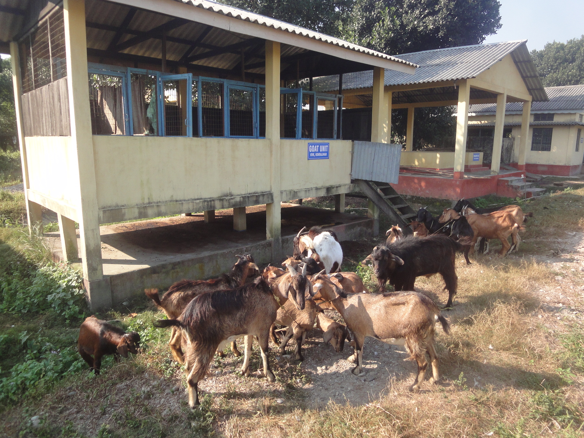 Goatry Unit at KVK Kokrajhar