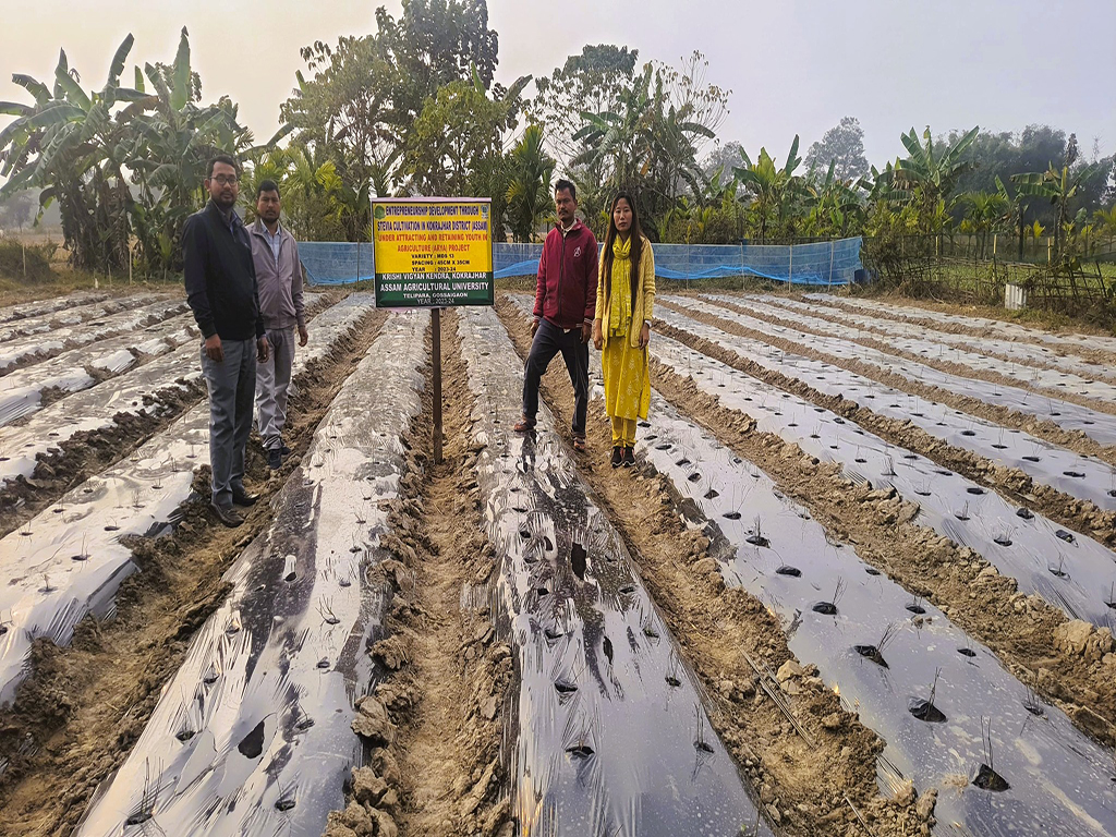 Organic stevia cultivation