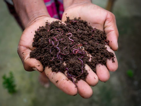 Vermi-Compost