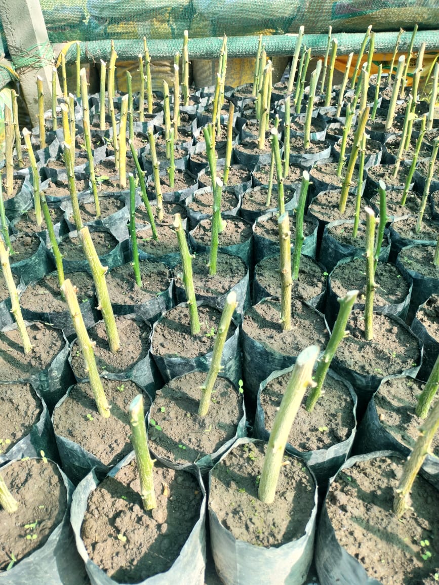 Assam Lemon Sapling