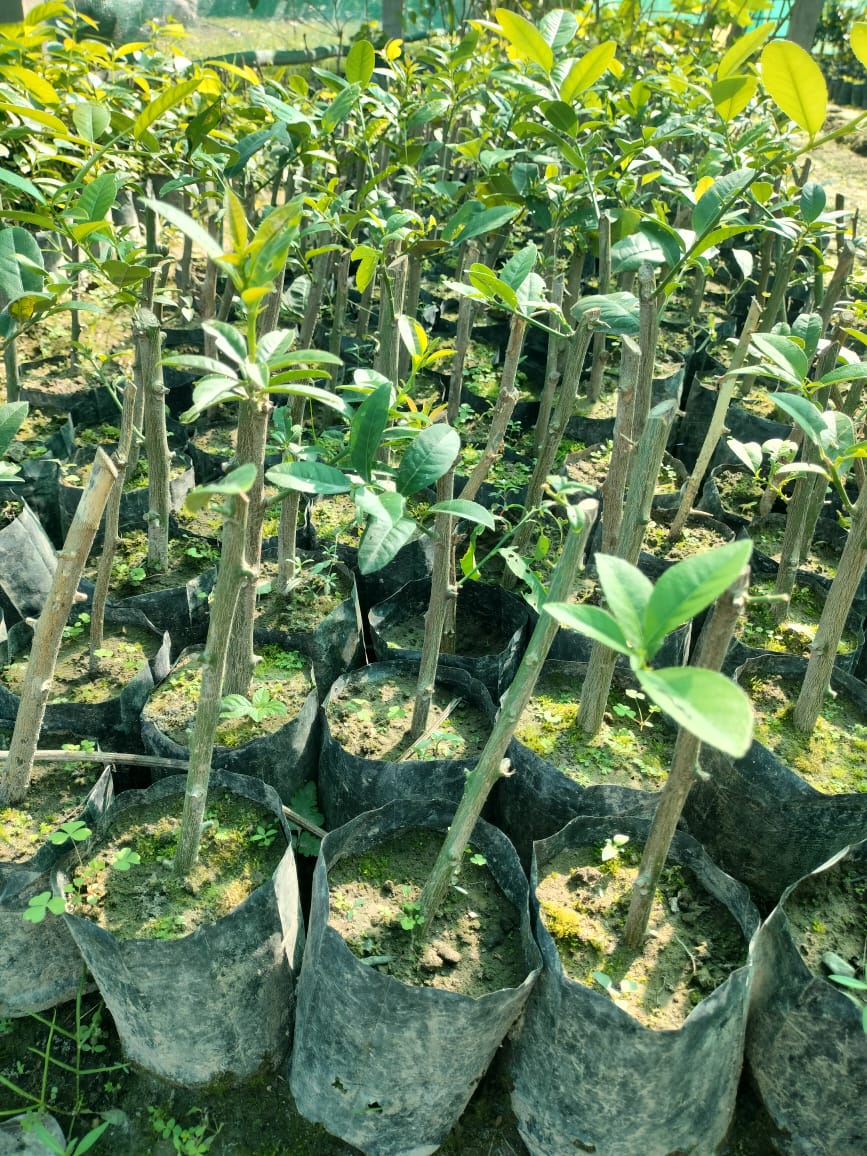 Assam Lemon Sapling