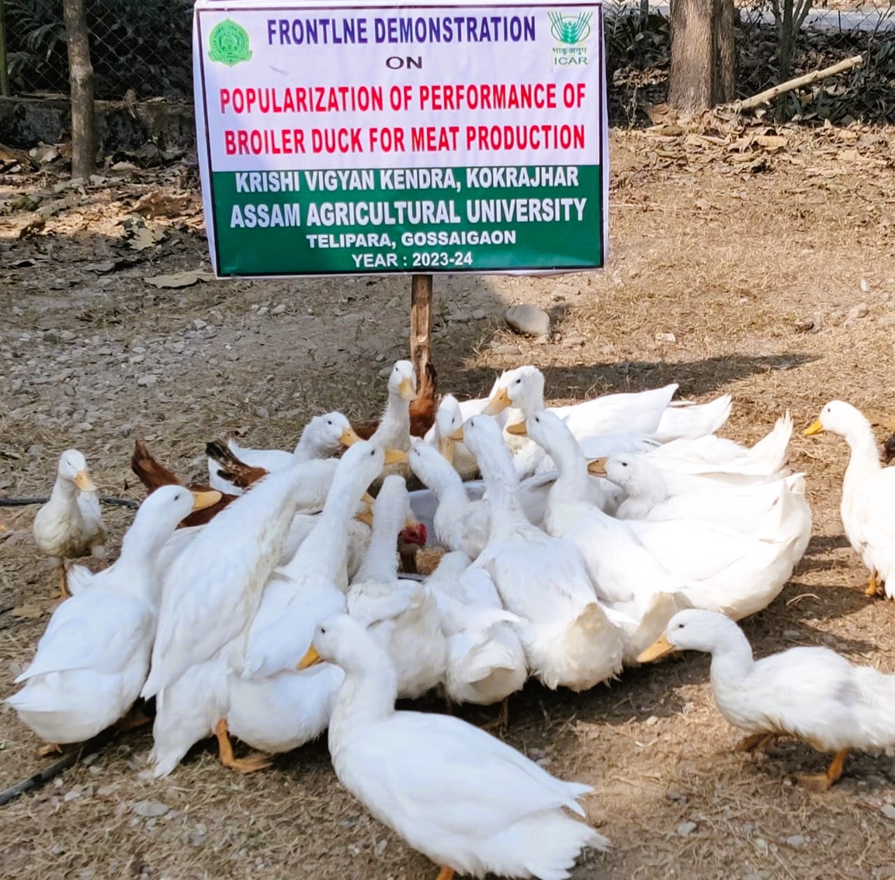 Rearing of Local Duck
